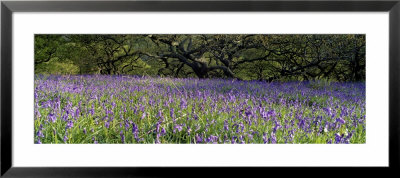 Lavender Flowers In A Field, England, United Kingdom by Panoramic Images Pricing Limited Edition Print image
