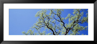 Oak Tree, California, Usa by Panoramic Images Pricing Limited Edition Print image