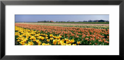 Field Of Flowers, Egmond, Netherlands by Panoramic Images Pricing Limited Edition Print image