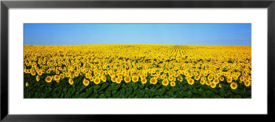 Sunflower Field, North Dakota, Usa by Panoramic Images Pricing Limited Edition Print image