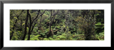 High Angle View Of Trees In A Rainforest, Hawaii Volcanoes National Park, Hawaii, Usa by Panoramic Images Pricing Limited Edition Print image