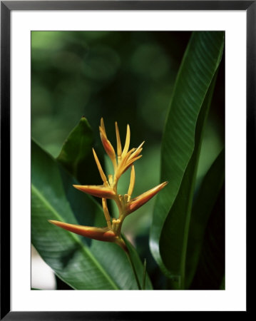 Heliconia Flower, St. Lucia, Windward Islands, West Indies, Caribbean, Central America by Yadid Levy Pricing Limited Edition Print image