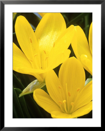Yellow Star Flower by Mark Bolton Pricing Limited Edition Print image