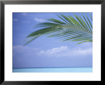 Palm Frond Over Tropical Water by Michele Westmorland Pricing Limited Edition Print image
