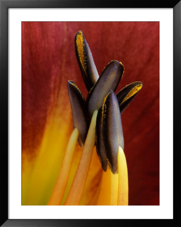 Daylily, Savannah, Georgia, Usa by Joanne Wells Pricing Limited Edition Print image