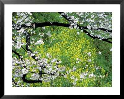 Sakura And Nanohana, Imperial Palace Moat, Tokyo, Japan by Rob Tilley Pricing Limited Edition Print image