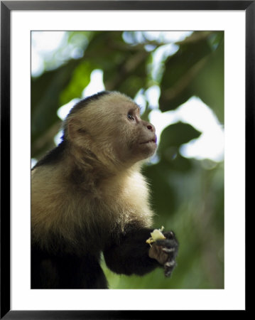 Capuchin Or White Faced Monkey, Manuel Antonio Nature Reserve, Manuel Antonio, Costa Rica by R H Productions Pricing Limited Edition Print image