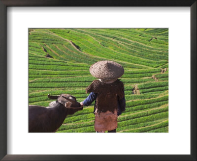Farmer With Water Buffalo Looking Over Terraced Winter Wheat Fields, Yunnan, China by Keren Su Pricing Limited Edition Print image