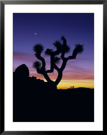 Joshua Tree And Moon, Joshua Tree National Park, California, Usa by Jerry Ginsberg Pricing Limited Edition Print image