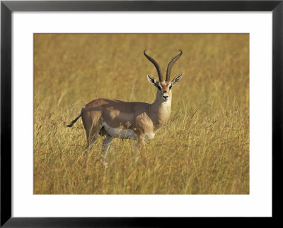 Male Grant's Gazelle (Gazella Granti), Masai Mara National Reserve, Kenya, East Africa, Africa by James Hager Pricing Limited Edition Print image
