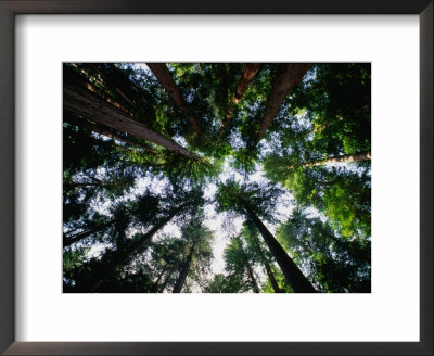 Tall Canopy Of The Redwoods, Redwood National Park, California, Usa by Greg Gawlowski Pricing Limited Edition Print image
