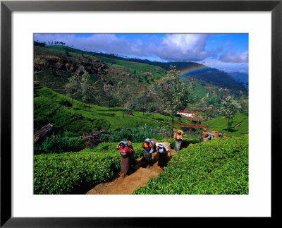 Group Of Tea Pickers Walking On Path In Tea Estate, Nuwara Eliya, Sri Lanka by Richard I'anson Pricing Limited Edition Print image