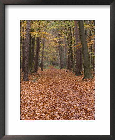 Forest Way, Paderborn, Germany by Thorsten Milse Pricing Limited Edition Print image