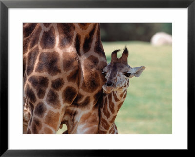 Reticulated Giraffe, California, Usa by Dee Ann Pederson Pricing Limited Edition Print image