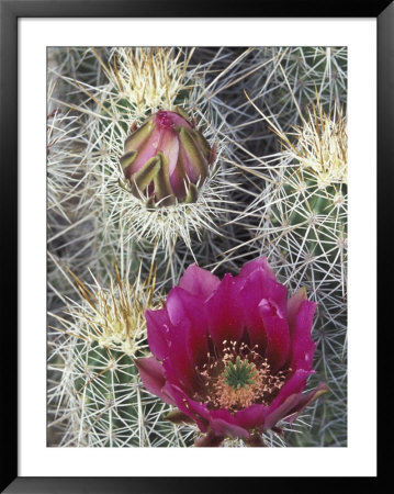 Flowering Hedgehog Cactus, Saguaro National Park, Arizona, Usa by Jamie & Judy Wild Pricing Limited Edition Print image