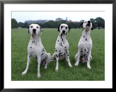 Three Dalmatians by Henryk T. Kaiser Pricing Limited Edition Print image
