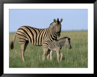 Burchell's (Plains) Zebra With Newborn Foal, Etosha National Park, Namibia, Africa by Steve & Ann Toon Pricing Limited Edition Print image