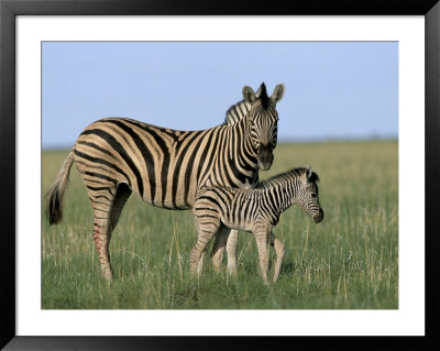 Burchell's (Plains) Zebra With Newborn Foal, Etosha National Park, Namibia, Africa by Steve & Ann Toon Pricing Limited Edition Print image