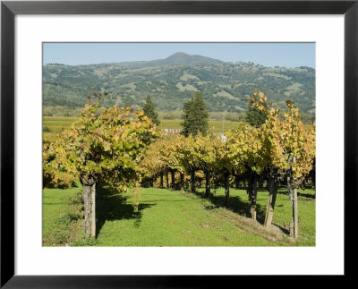 Vineyard, Sonoma County, California, Usa by Ethel Davies Pricing Limited Edition Print image