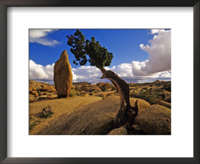 Balanced Rock And Juniper, Joshua Tree National Park, California, Usa by Chuck Haney Pricing Limited Edition Print image