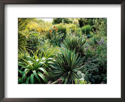 Sub Tropical Planting Of Yucca, Kniphofia (Red Hot Poker) And Sedum (Stonecrop) by Mark Bolton Pricing Limited Edition Print image