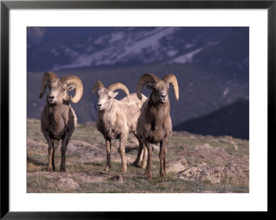 Bighorn Sheep, Rocky Mountain National Park, Colorado, Usa by Cindy Miller Hopkins Pricing Limited Edition Print image