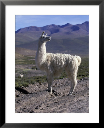 Proud Llama Stands Tall In The Chilean Altiplano, Chile by Lin Alder Pricing Limited Edition Print image