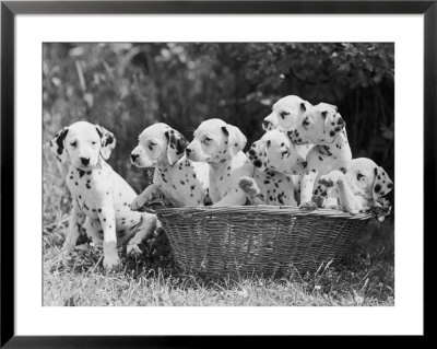 Six Of The Puppies Are Crowded In The Basket The Seventh Is The Clever One As He Sits Outside It by Thomas Fall Pricing Limited Edition Print image