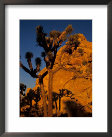 Joshua Trees, Mojave Desert, California, Usa by Jerry Ginsberg Pricing Limited Edition Print image