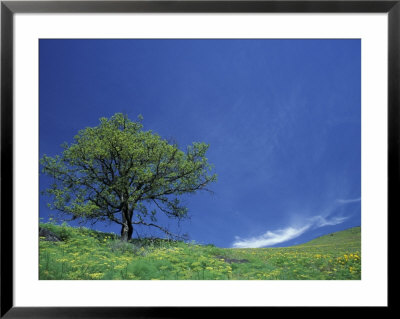 Lone Oak, Spring Greens, Washington, Usa by Darrell Gulin Pricing Limited Edition Print image