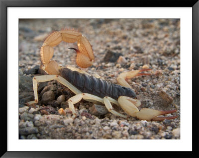 Desert Hairy Scorpion, Great Basin, Nevada, Usa by Scott T. Smith Pricing Limited Edition Print image