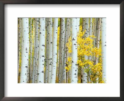 Aspen Grove, White River National Forest, Colorado, Usa by Rob Tilley Pricing Limited Edition Print image
