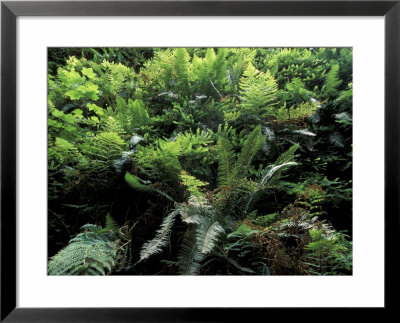 Fern Canyon, Redwoods National Park, California, Usa by Gavriel Jecan Pricing Limited Edition Print image