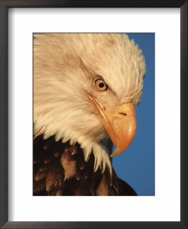 Bald Eagle In Kachemak Bay, Homer, Alaska, Usa by Dee Ann Pederson Pricing Limited Edition Print image