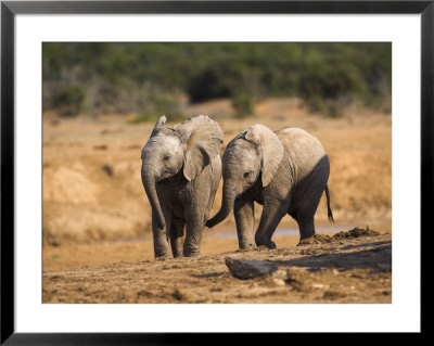 Baby Elephants, Playing In Addo Elephant National Park, South Africa by Steve & Ann Toon Pricing Limited Edition Print image