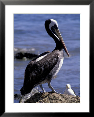 Peruvian Pelican, Coquimbo, Chile by Andres Morya Pricing Limited Edition Print image