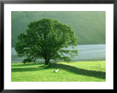 Tree And Wall, Scotland by Iain Sarjeant Pricing Limited Edition Print image