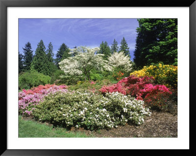 Azalea Way, Washington Park Arboretum, Seattle by Mark Windom Pricing Limited Edition Print image