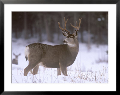Mule Deer Buck In Winter by Chuck Haney Pricing Limited Edition Print image