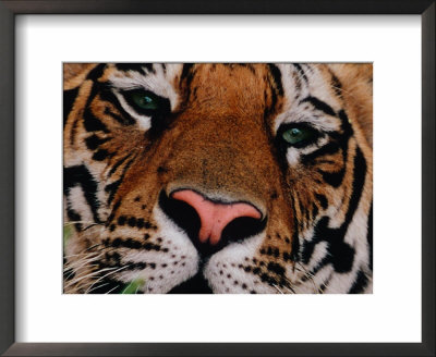 Bengal Tiger In Bandhavgarh National Park, India by Dee Ann Pederson Pricing Limited Edition Print image