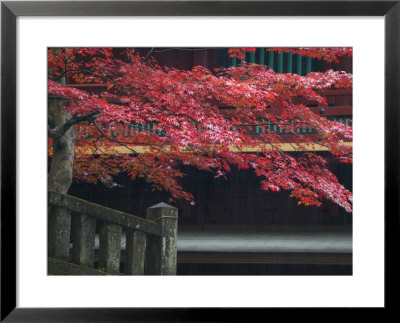 Red Autumn Tree At The Nikko-San Rinnoji Temple, Nikko, Kanto, Japan by Brent Winebrenner Pricing Limited Edition Print image