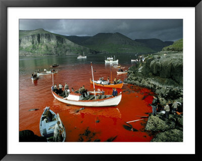 Whaling, Faroe Islands (Faeroes), North Atlantic by Adam Woolfitt Pricing Limited Edition Print image