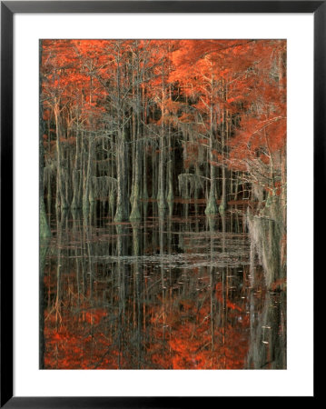 Cypress Swamp With Reflections, George Smith State Park, Georgia, Usa by Joanne Wells Pricing Limited Edition Print image