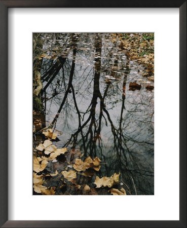 Autumn Leaves Floating In Israel Creek by Paul Zahl Pricing Limited Edition Print image