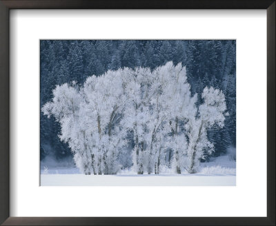 Cottonwood Trees With Frost Near Steamboat Springs, Colorado by Skip Brown Pricing Limited Edition Print image