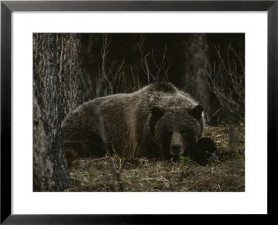 Grizzly Bear (Ursus Arctos Horribilis) Lying Down In The Woods by Michael S. Quinton Pricing Limited Edition Print image
