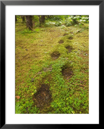 Brown Bear Tracks In Soft Earth In A Woodland Setting by Ralph Lee Hopkins Pricing Limited Edition Print image
