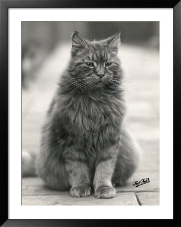 Fluffy Domestic Cat Sitting On The Pavement by Thomas Fall Pricing Limited Edition Print image