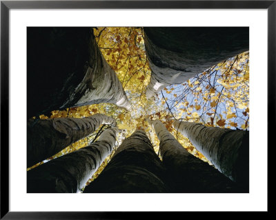 View Looking Up The Trunk Of A Sycamore Tree by Paul Zahl Pricing Limited Edition Print image