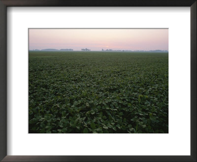 Early Morning Mist Over Soybean Fields In Indiana by Brian Gordon Green Pricing Limited Edition Print image